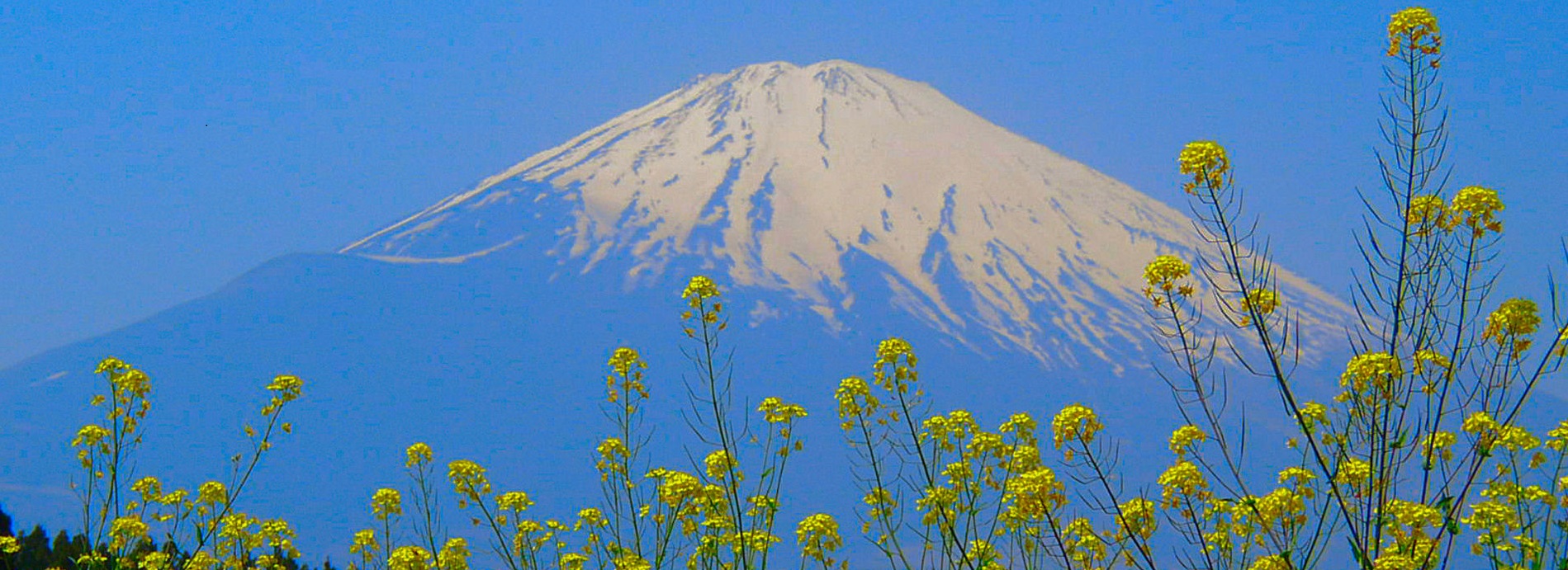 Mt.Fuji